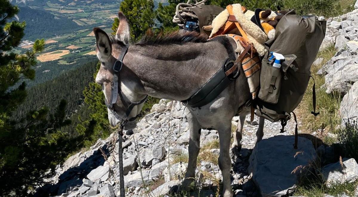 Tis'Ânes - Tis'Ânes