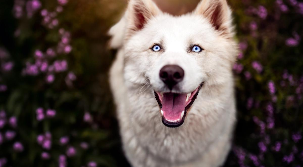 Yupik Aventures Nordiques - Yupik Aventures Nordiques