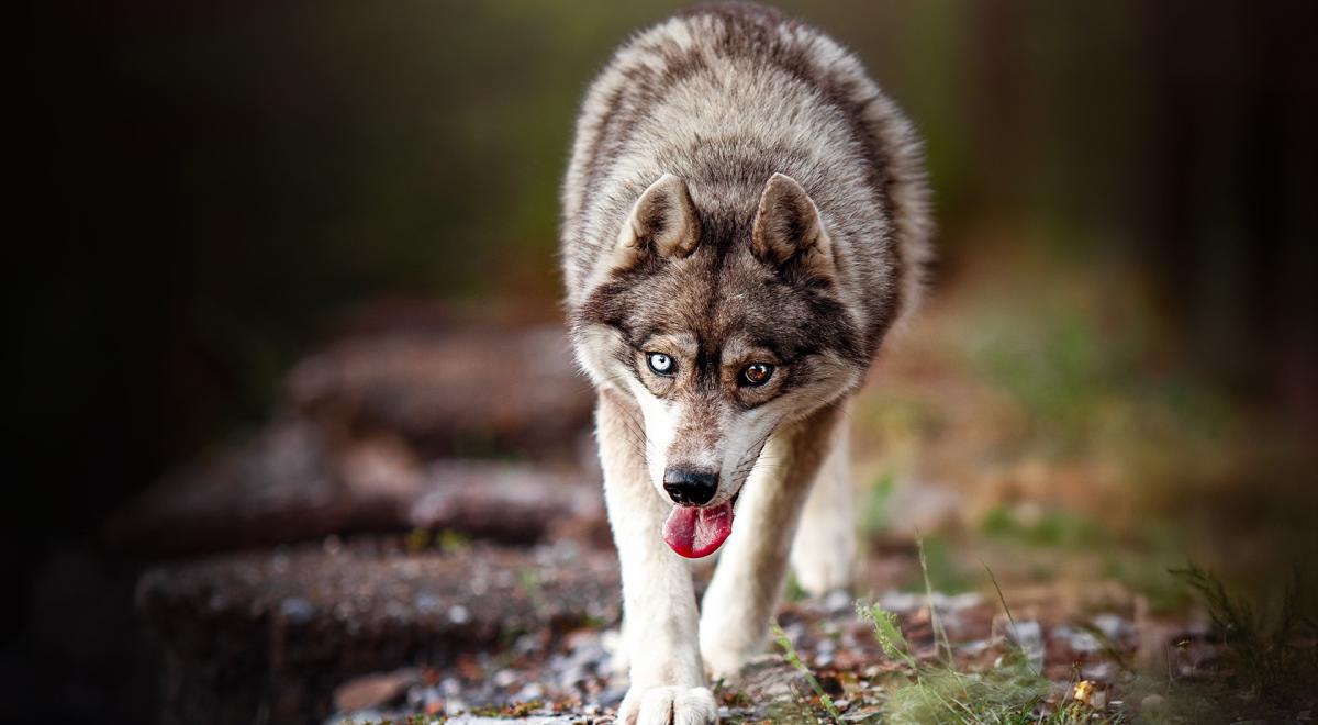 Yupik Aventures Nordiques - Yupik Aventures Nordiques