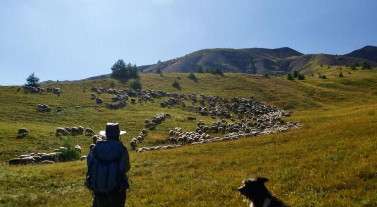 Sur les pas du berger : balade, contes et dégustation_Jausiers