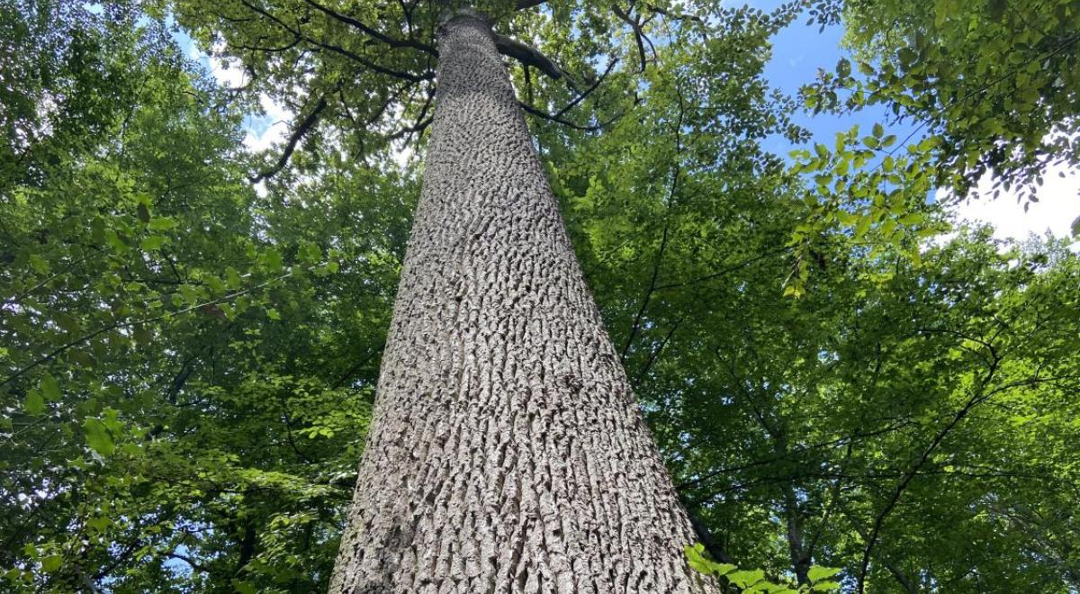 Arbres_remarquable_visuel_soirée_lecture