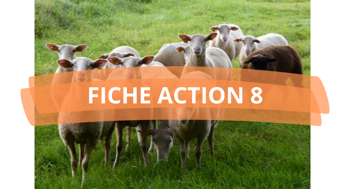 PAT_FICHE ACTION 8