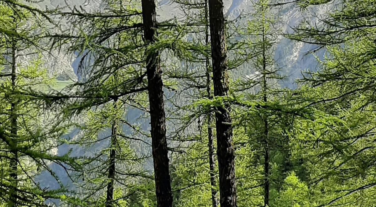 Forêt Mélèzes - Jausiers Forêt Mélèzes - Jausiers