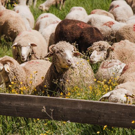Troupeau de moutons en alpage - Troupeau de moutons en alpage