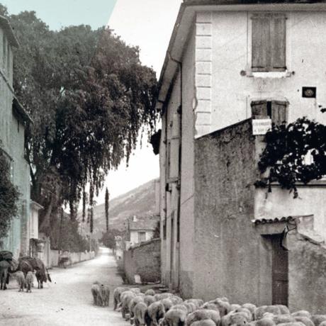 Lecture d'archives : La transhumance en Haute-Provence aux siècles derniers - Barcelonnette - Transhumance en Haute-Provence