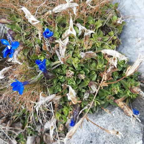 Gentianes - Fortifications de Restefond