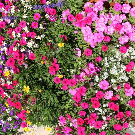 Fleurs_jardinière_Jausiers