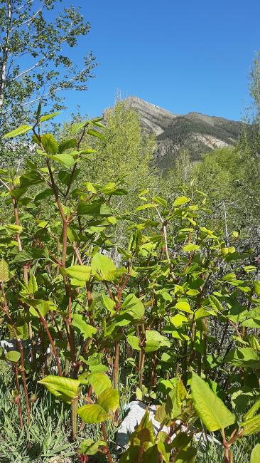 Renouée du Japon_Mai 2023