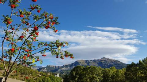 Sorbier oiseleur_Jausiers
